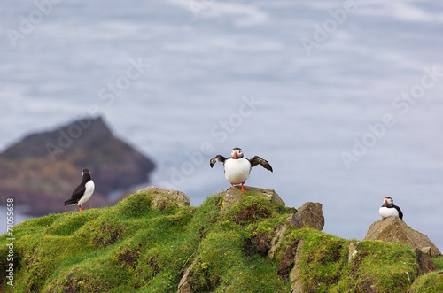 Three Puffins Fratercula ar...