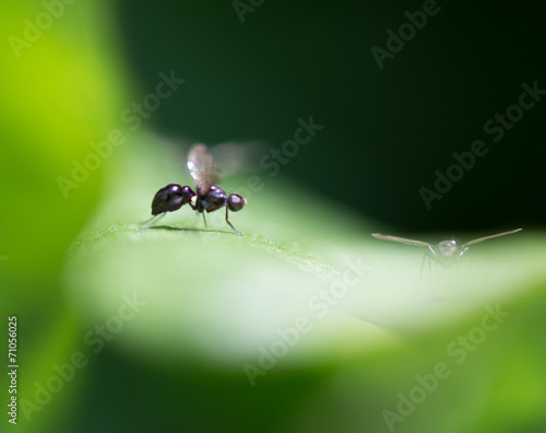 fly in nature. Macro photo