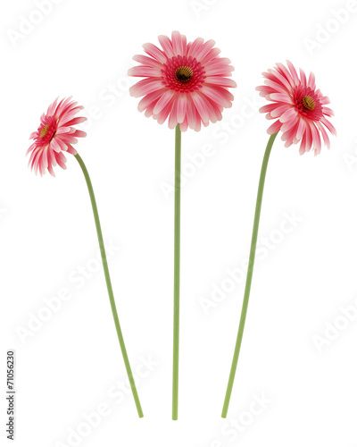 pink gerbera daisies flowers isolated on white background