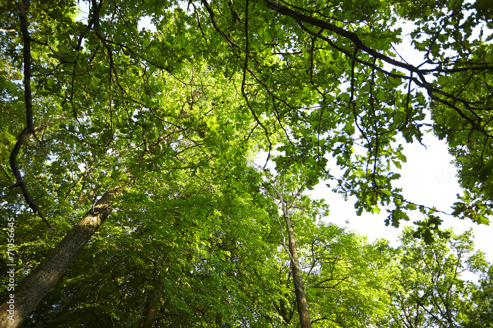 Fototapeta premium big tree