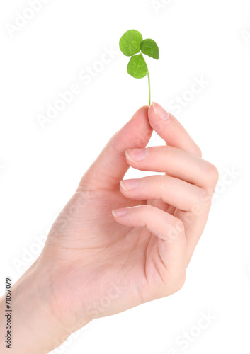 Female hand holding green clover leaf, isolated on white