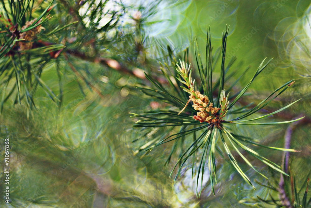 pine needles branch pine needles branch