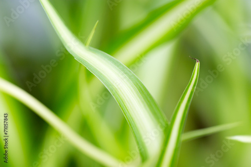 background of green grass plants