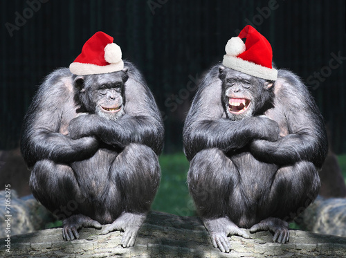 Two chimpanzees have a fun on christmas party in a rainforest. Fototapeta