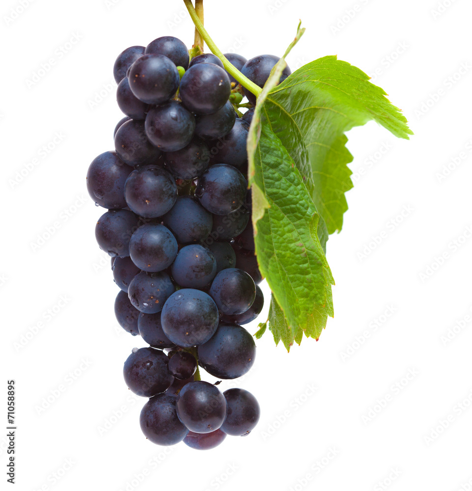 Fototapeta premium dark grapes isolated
