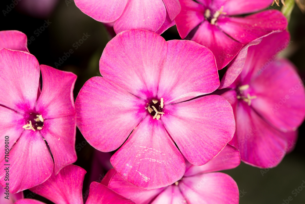 beautiful flower in nature beautiful flower in nature