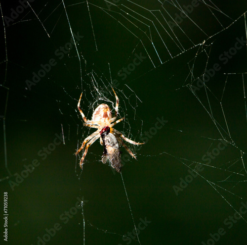 spider at night. close-up