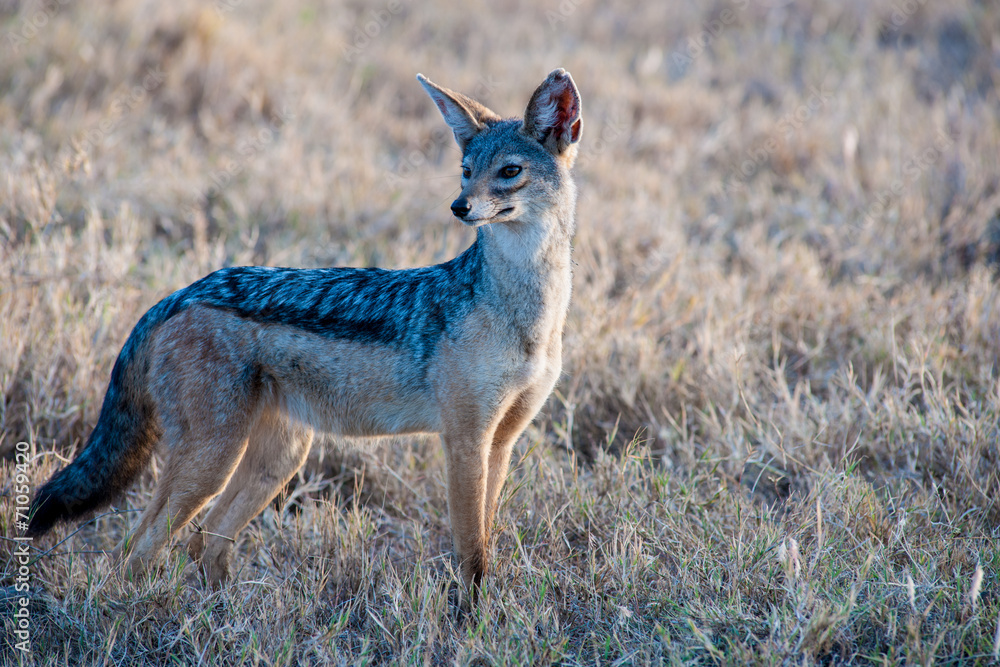 jackal jackal