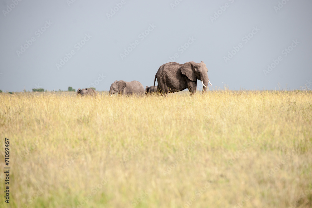 Obraz premium elephant