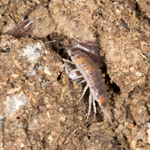 beetle wood louse in nature