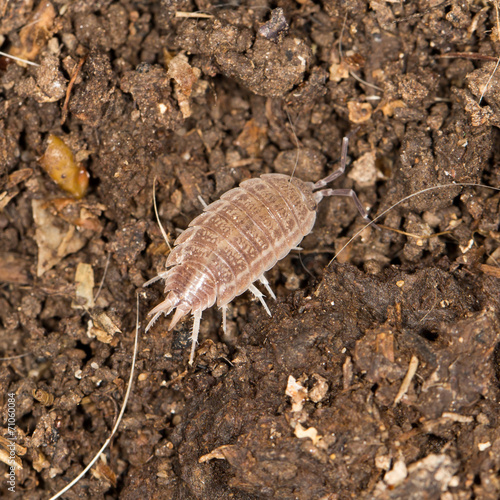 beetle wood louse in nature