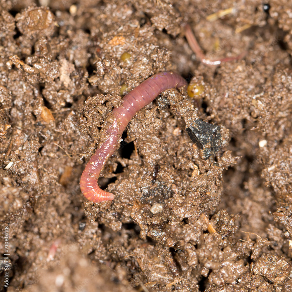 red worm manure