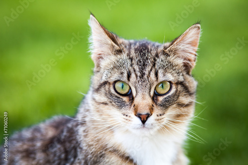 Wallpaper Mural Tiger Cat Torontodigital.ca