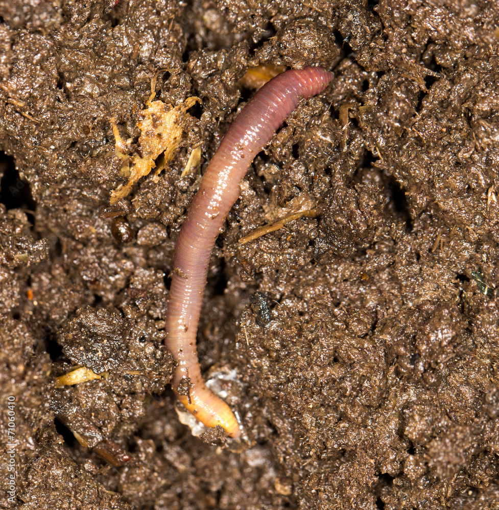 red worm manure