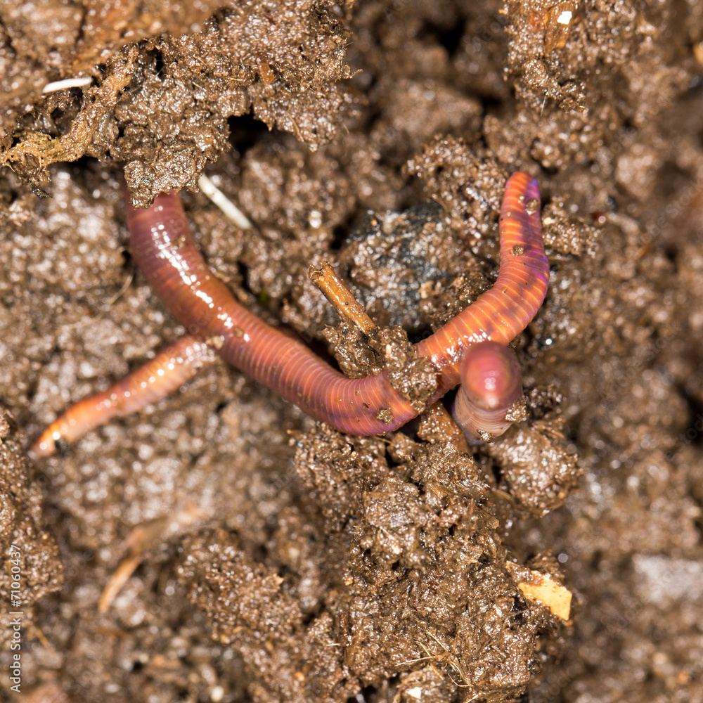 red worm manure red worm manure