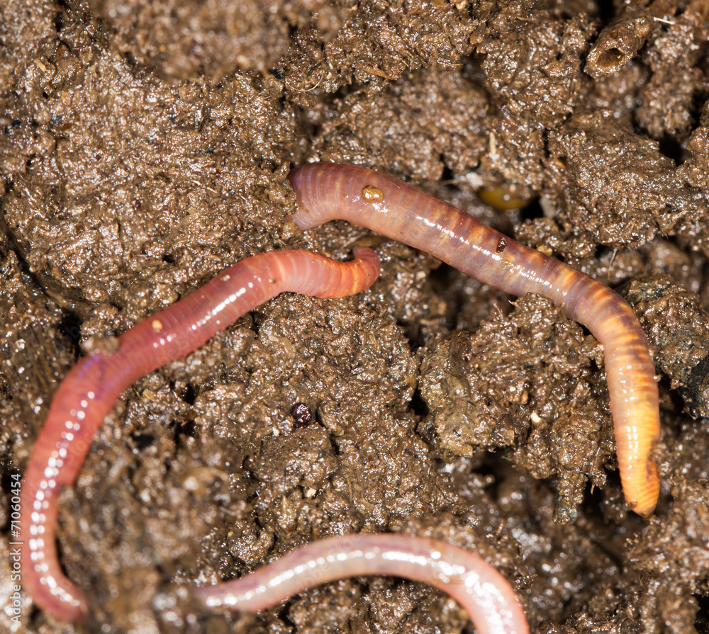 red worm manure
