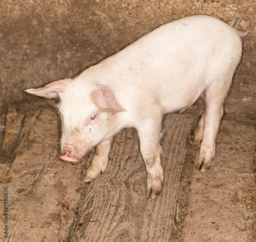 piglet on a farm