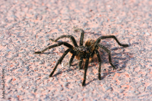 Venomous spider