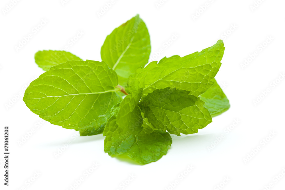 mint isolated mint isolated