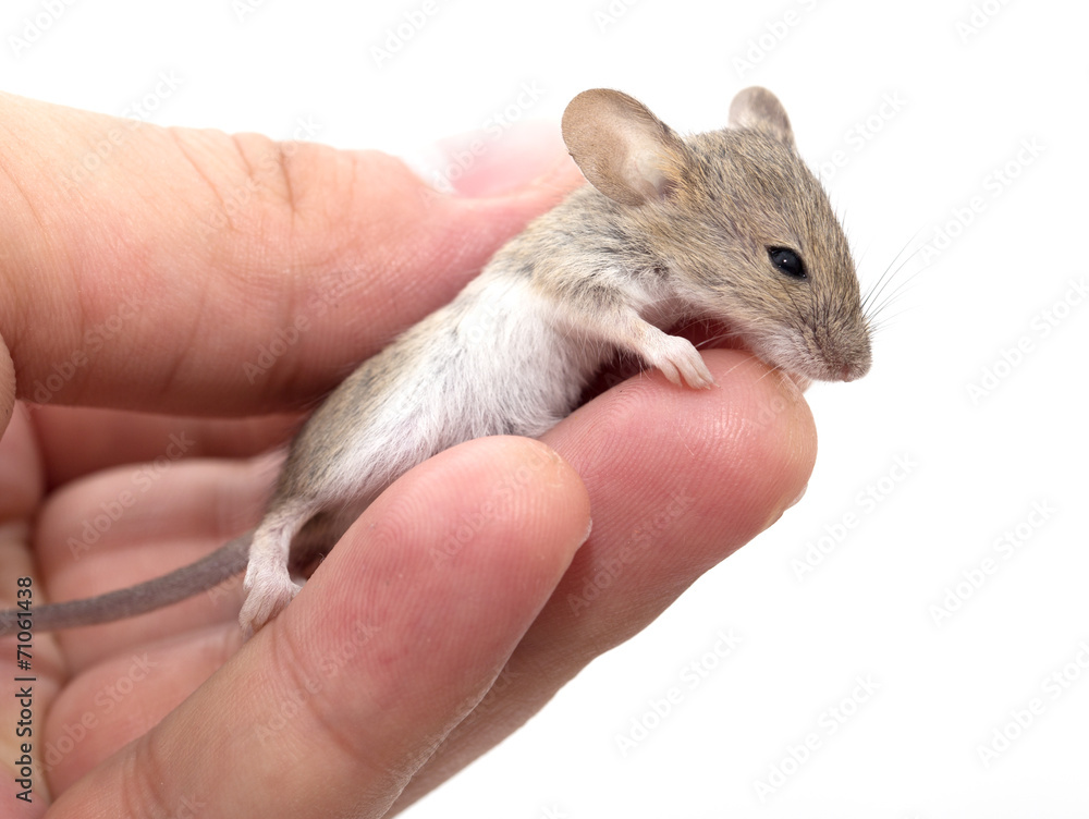 Mouse in hand on white background Mouse in hand on white background