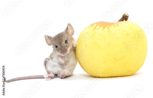 mouse and apple on a white background