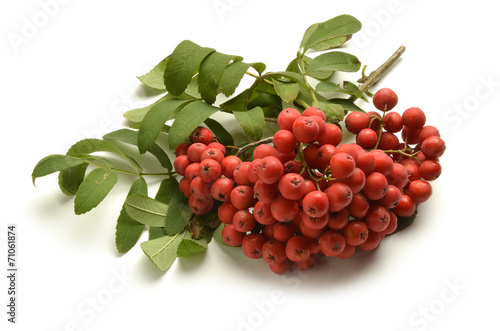 Sorbus Mehlbeeren Sorbo Jarząb Рябина Jeřáb غبيراء photo