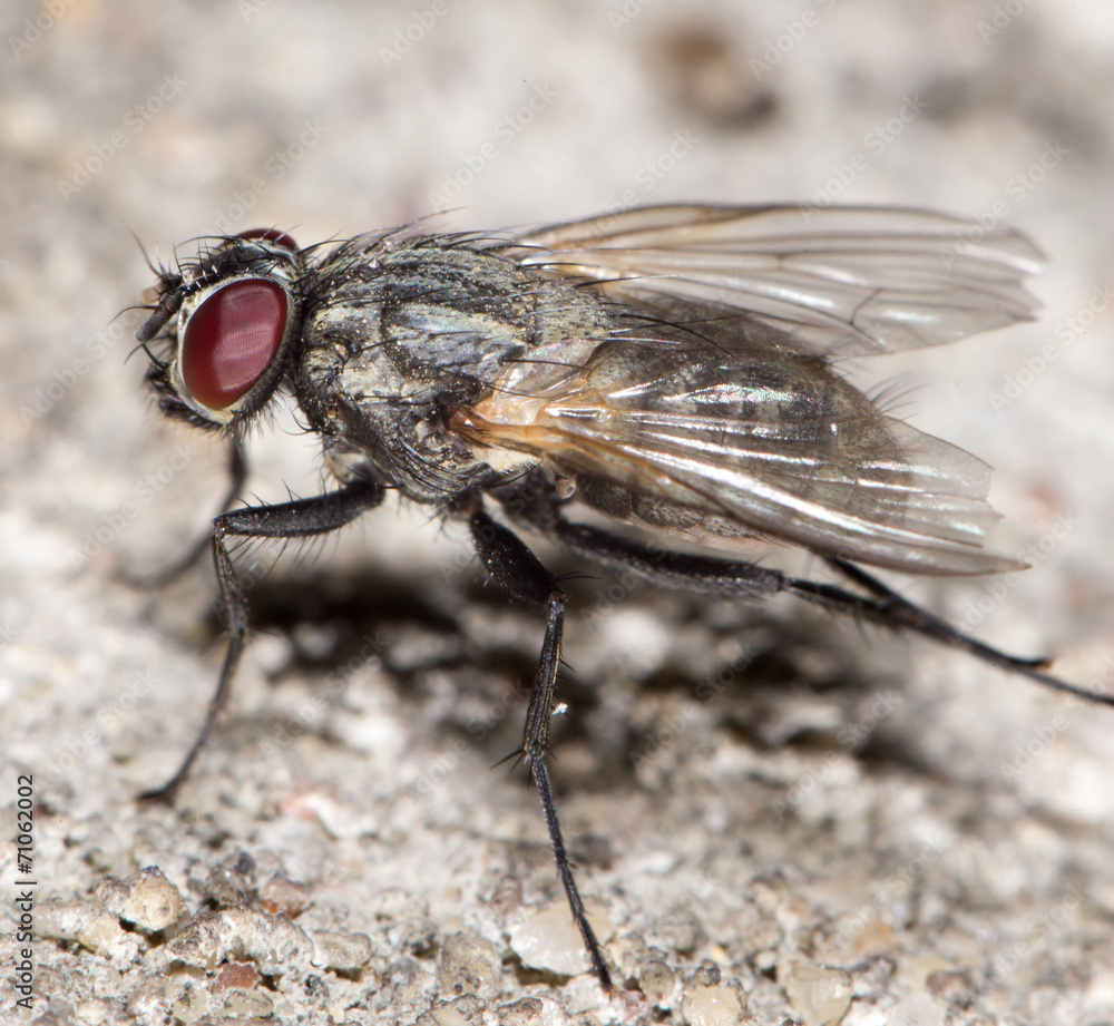 fly. close-up fly. close-up
