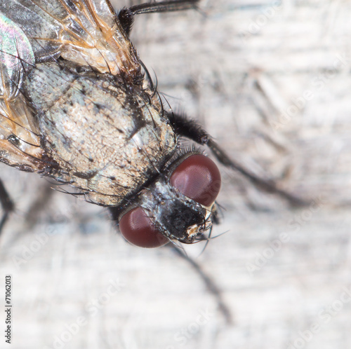Fotografie fly. close-up