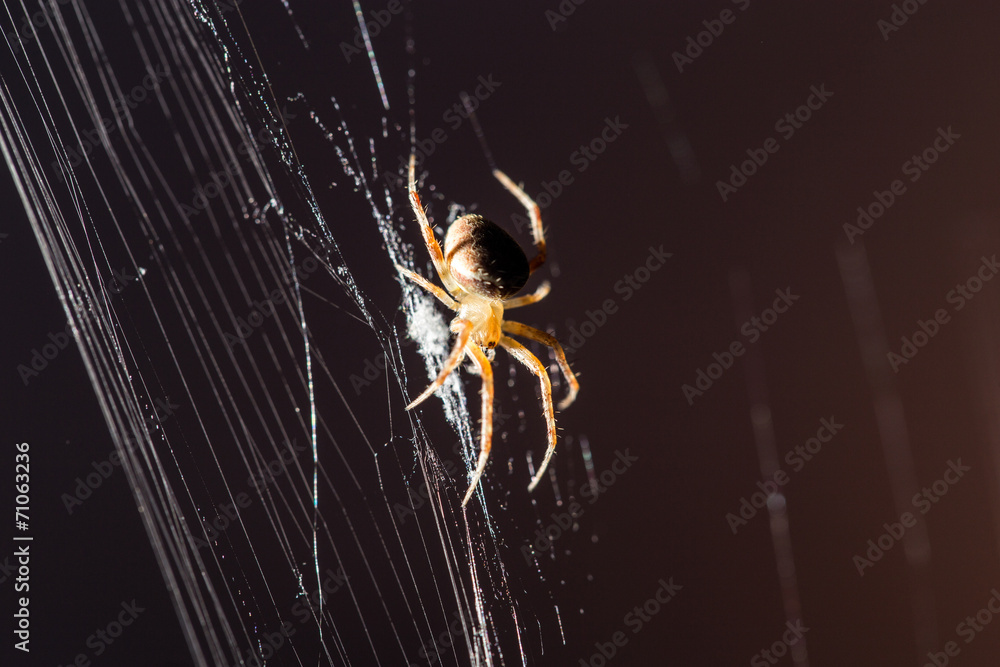 spider on the web at night