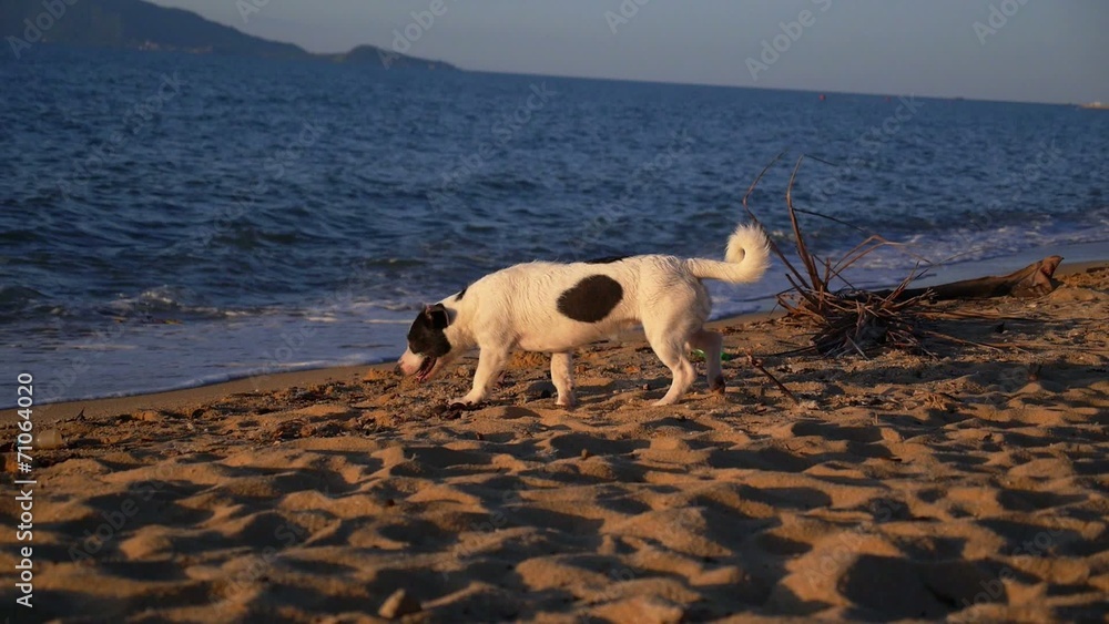 Cute Dog Walking on a Sandy Tropical Beach. Slow Motion. Cute Dog Walking on a Sandy Tropical Beach. Slow Motion.
