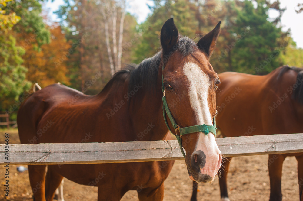 Two brown horses nuzzling each other across a rustic wooden fenc Two brown horses nuzzling each other across a rustic wooden fenc