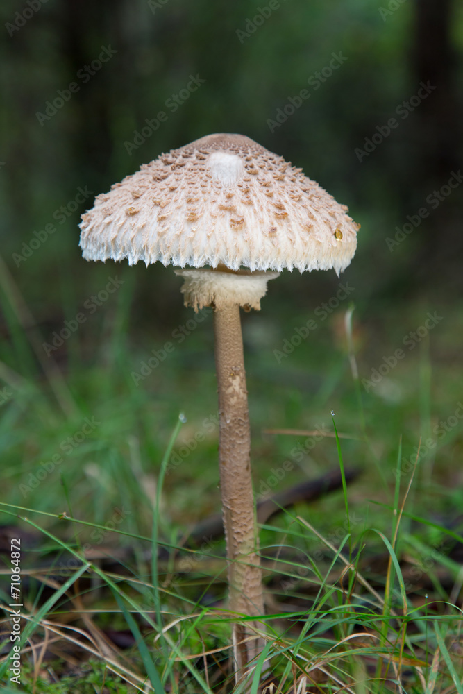 Mushroom Mushroom