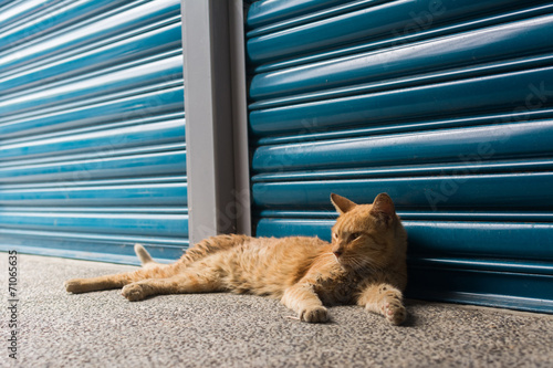 Cat lying to rest. photo