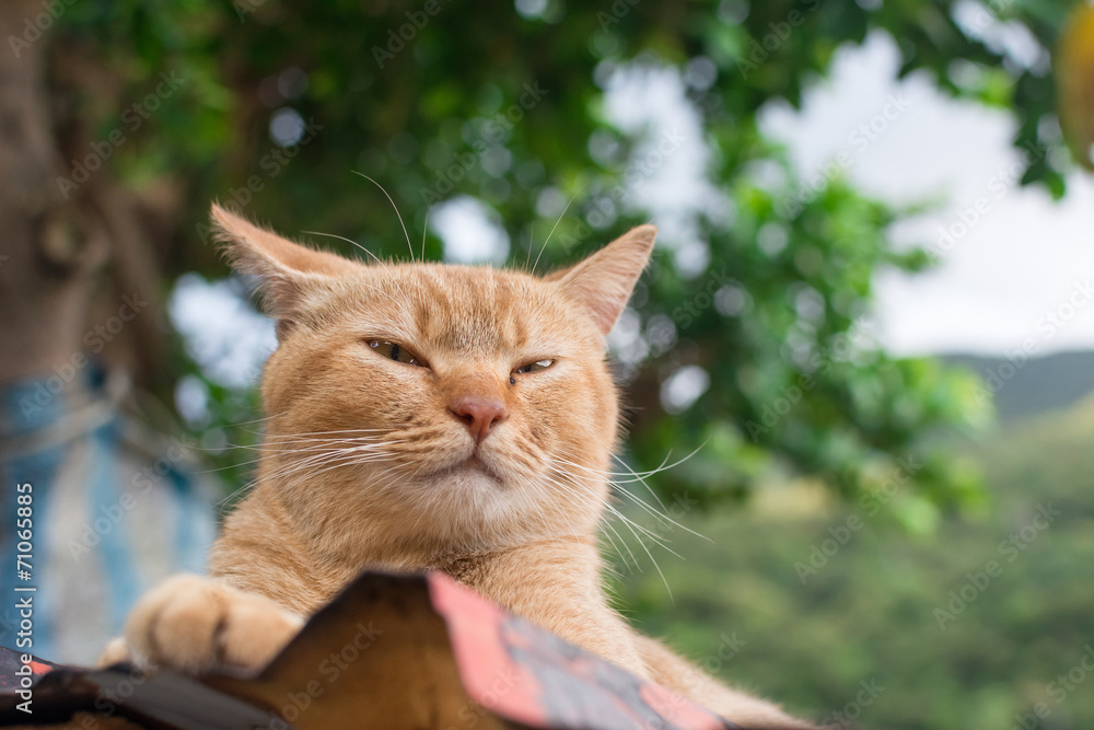 Ginger tabby cat lying on the roof. Ginger tabby cat lying on the roof.