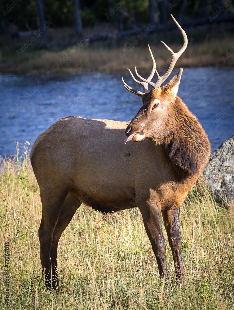 Elk