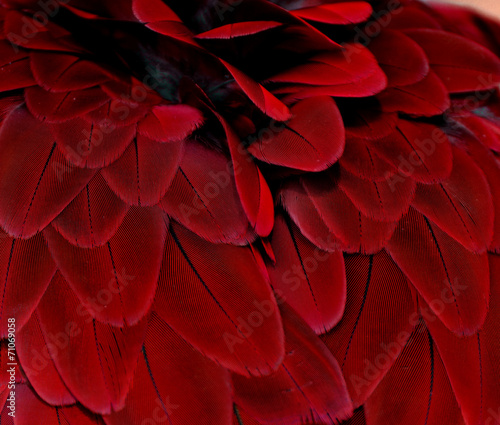 Feathers; Red