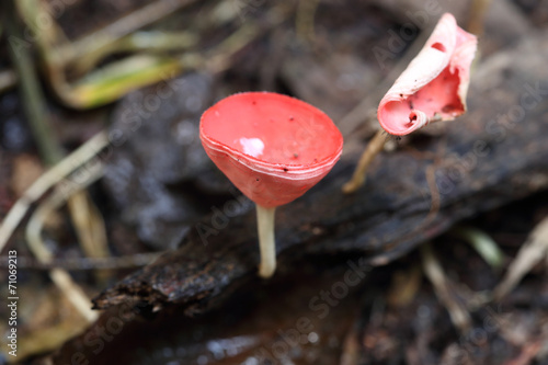 Champagne mushroom in rain forest