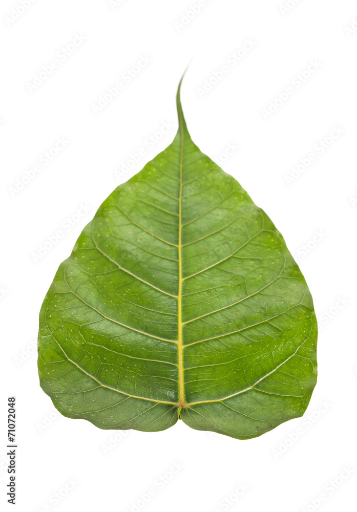Obraz premium Sacred fig leaf