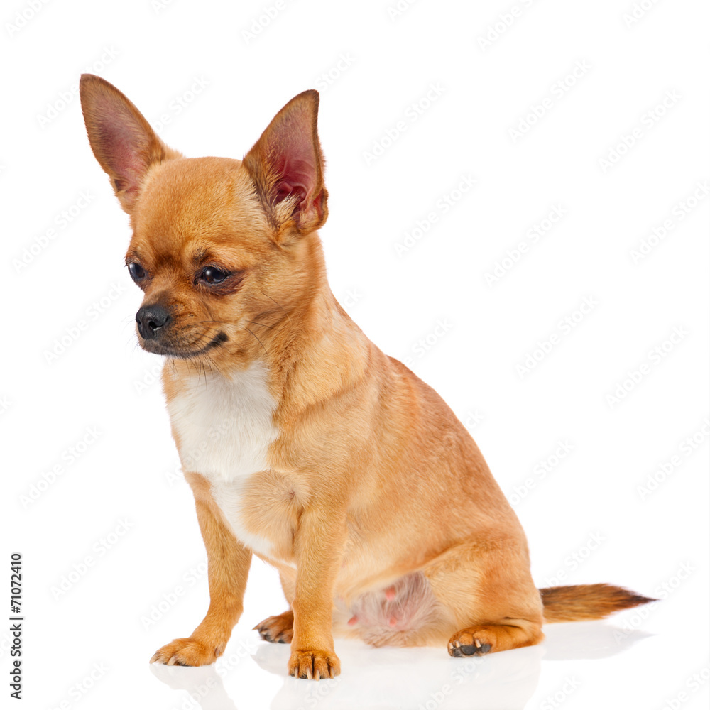 Chihuahua dog isolated on white background.