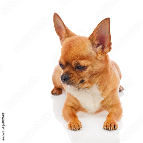 Chihuahua dog isolated on white background. © GLandStudio