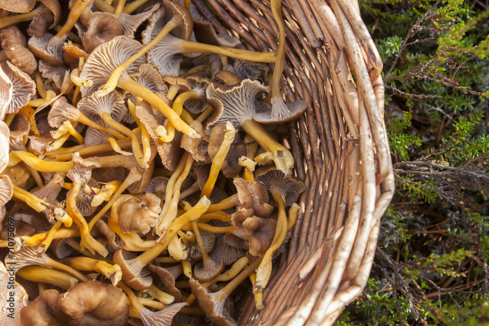 Fototapeta premium Basket full of yellowfoot