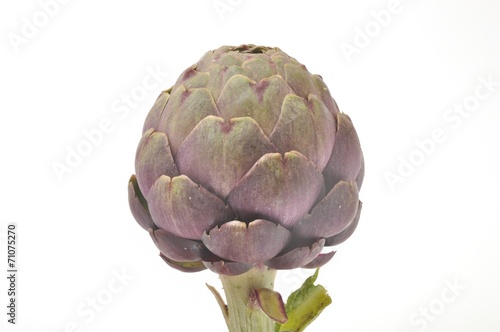 A freshy artichoke on white background