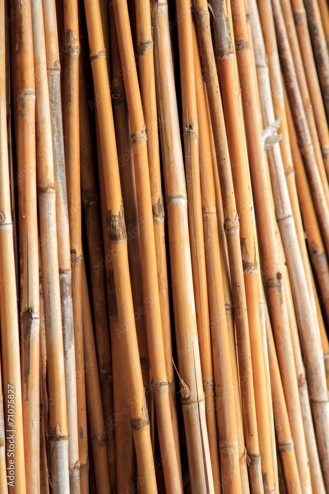 Fototapeta premium Dried bamboo.