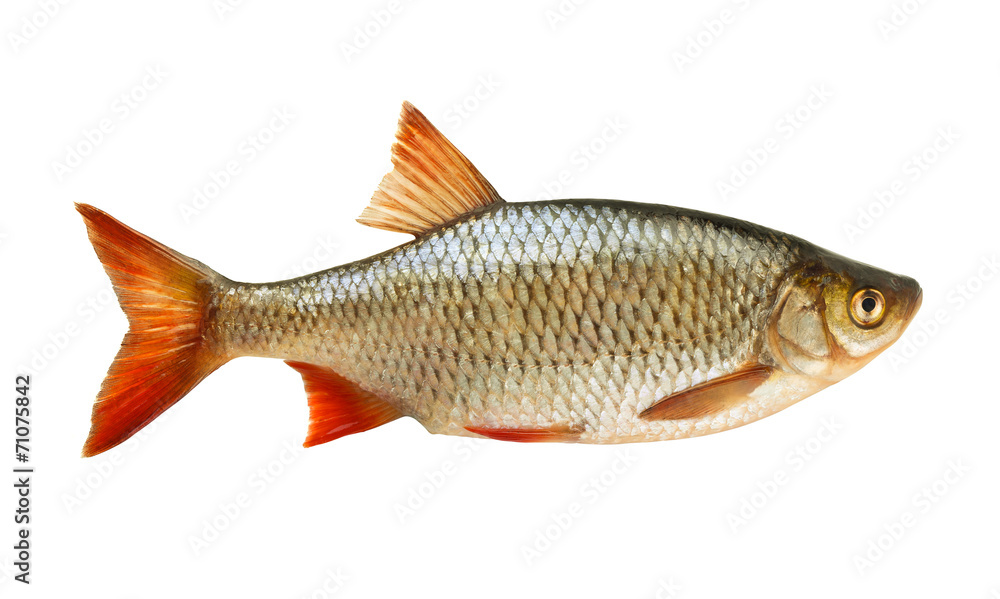 Common rudd (Scardinius erythropthalmus) Common rudd (Scardinius erythropthalmus)