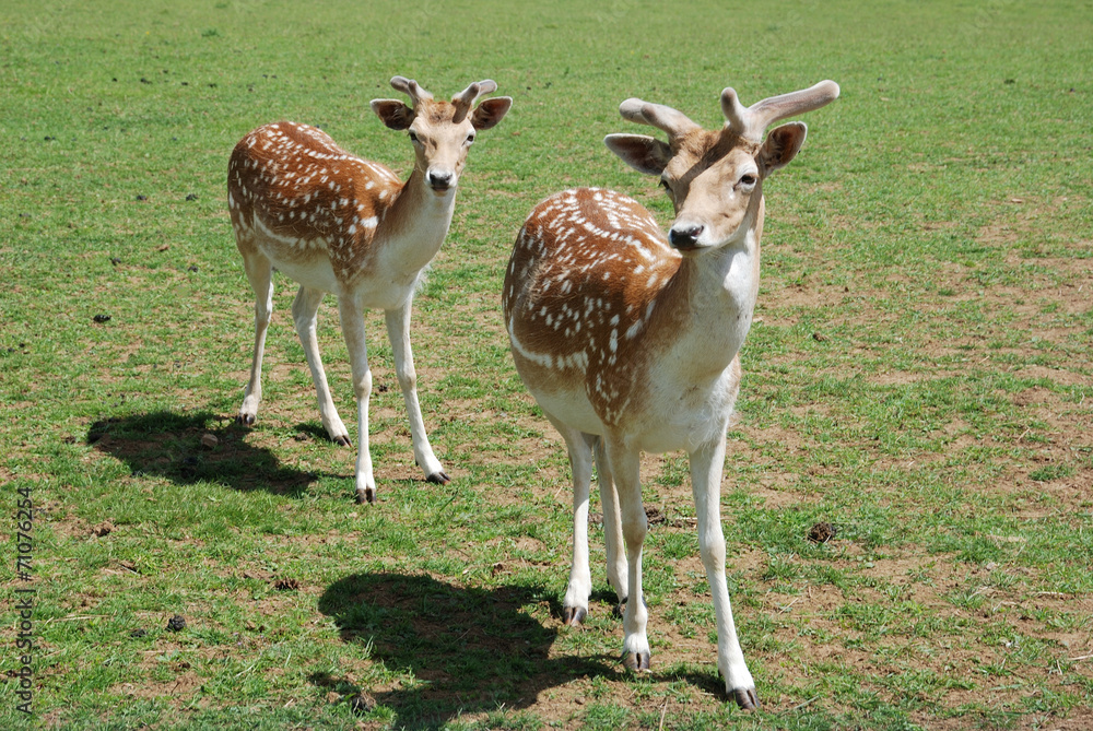 Fallow Deer (Dama dama)