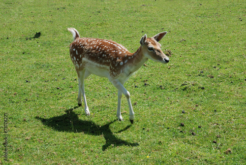 Fallow Deer  Dama dama 