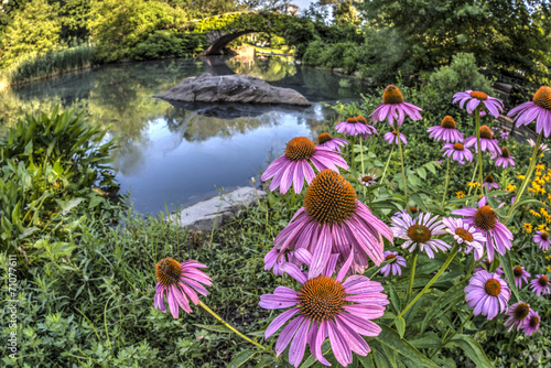 Photography Gapstow bridge Central Park, New York City
