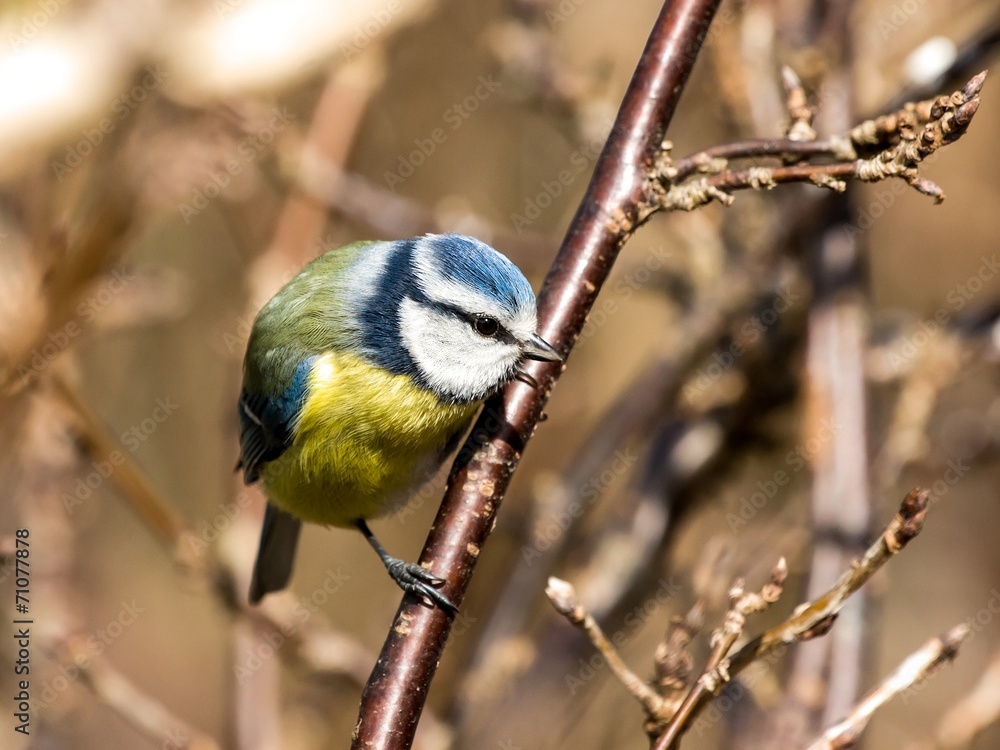 Fototapeta premium Small blue tit perched on a twig in a bush looking down