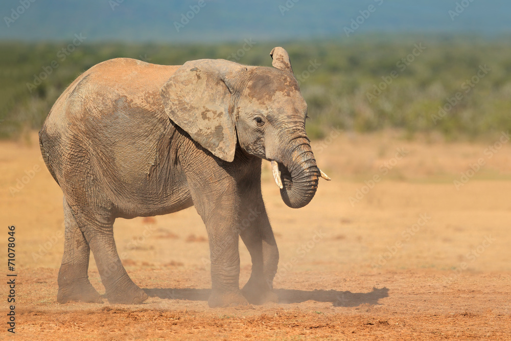 Fototapeta premium African elephant in dust, Addo National Park