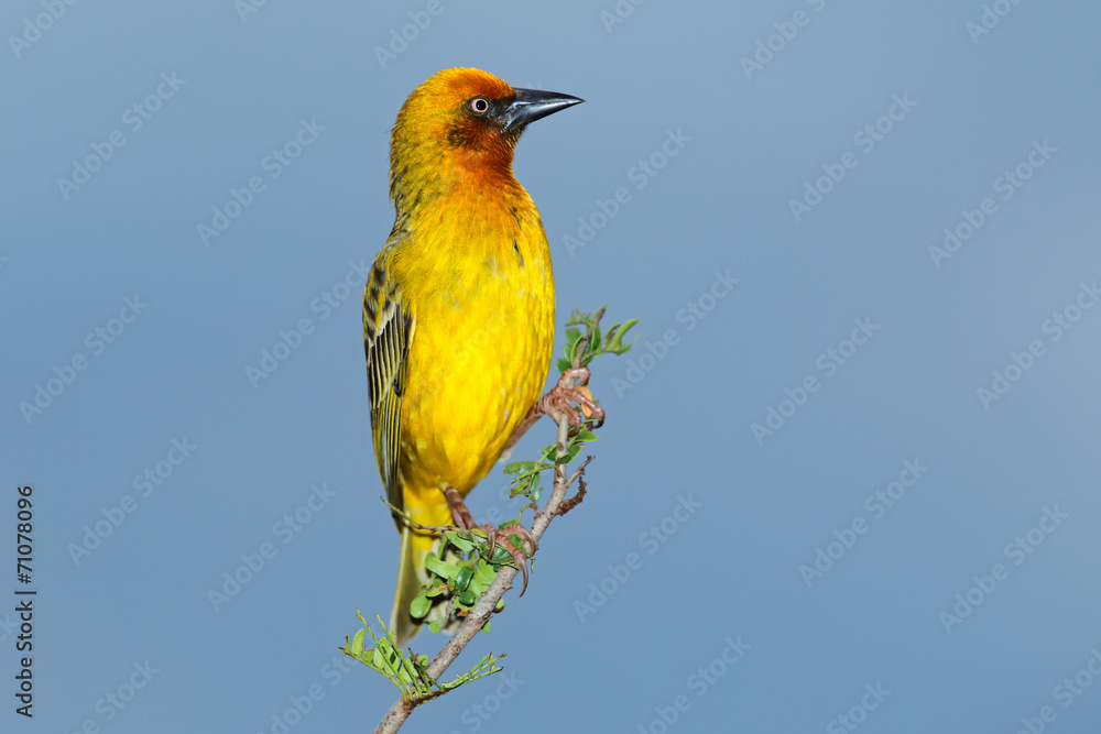 Fototapeta premium Male Cape weaver